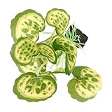 Kisangel Planta Artificial para Acuario Decoración De Césped Acuático Mejora La Estética Resistente a La Decoloración Fácil Mantenimiento