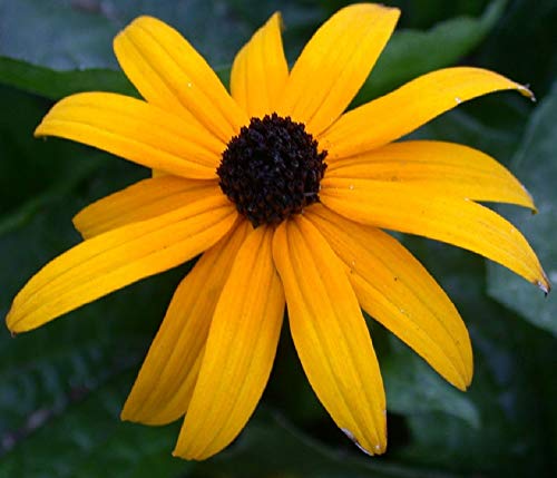 Black-Eyed Susan Flower Seeds,50 Count "Cool Beans N Sprouts" Brand. Home Gardening. #TOP27