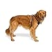EveryYay Step in Dog Harness Navy Small