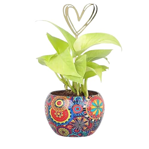 fnp Heartfelt Money Plant Bloom-picture-13