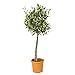 Olea Europaea - Olivenbaum auf Stamm - Winterharte Olivenbäume - Winterharte Pflanzen für Garten und Balkonpflanzen winterhart – ⌀19 cm - 80-90 cm Winterhart günstig Kaufen-Olea Europaea - Olivenbaum auf Stamm - Winterharte Olivenbäume - Winterharte Pflanzen für Garten und Balkonpflanzen winterhart – ⌀19 cm - 80-90 cm