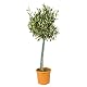 Bloomique Winterharter Olivenbaum