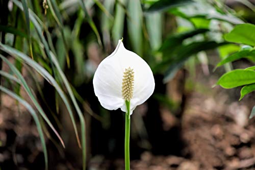 Peace Lily Fertilizer | Spathiphyllum Plant Food | Liquid Fertilizer for Spathiphyllum Pot | Peace Lily Plant | Spathiphyllum Sensation | NPK Fertilizer by Aquatic Arts