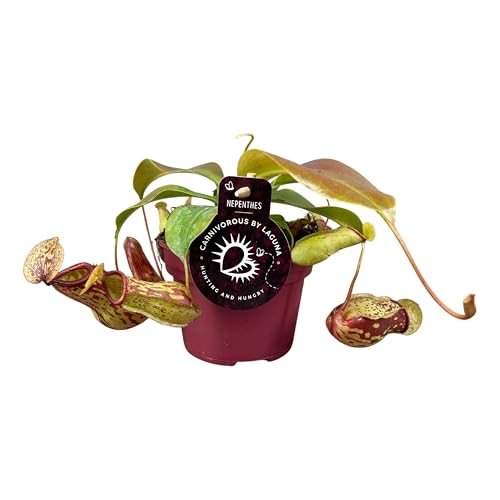 Nepenthes Gaya - 17cm - Ø12cm - Plante d'intérieur - Vert persistant