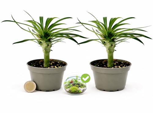 POWERS TO FLOWERS - PACHYPODIUM LAMEREI, PALMA DEL MADAGASCAR, MINI IDEALE PER TERRARIUM, 2 PIANTE, vaso 5,5cm, pianta vera