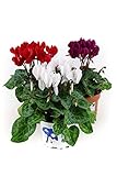 Alpenveilchen, 3 bunte Cyclamen persicum Pflanzen