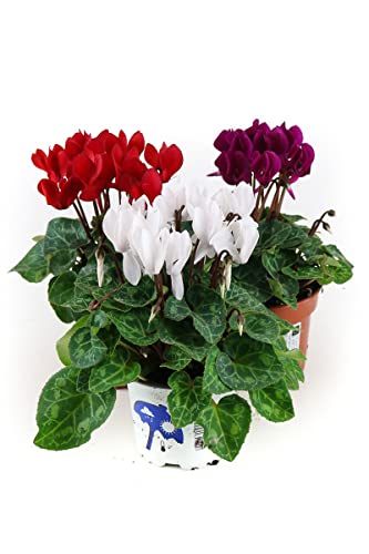 Alpenveilchen, 3 bunte Cyclamen persicum Pflanzen