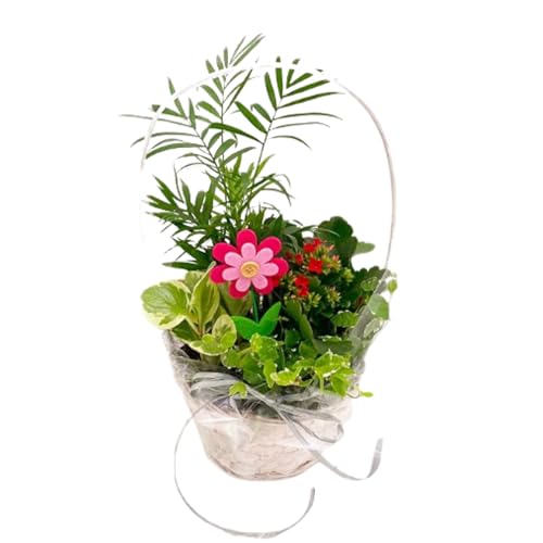 Cesta de 4 Plantas Naturales de Interior : Palmera Chamaedorea + Kalanchoe + Ficus Sunny + Peperomia Obtusifolia para el Hogar ideal para Regalar - San Valentín - Mujer Regalo día De la Madre