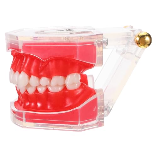 Soins bucco-dentaires simplifiés avec modèle de dents éducatif
