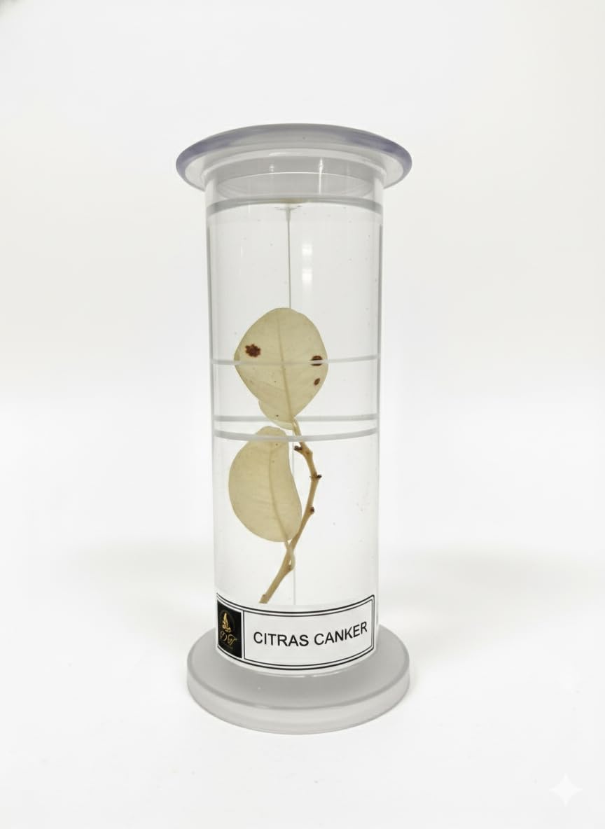 DT Science House Educational Citrus Canker Specimen for Laboratory Teaching Aid for Biological Studies-image-30