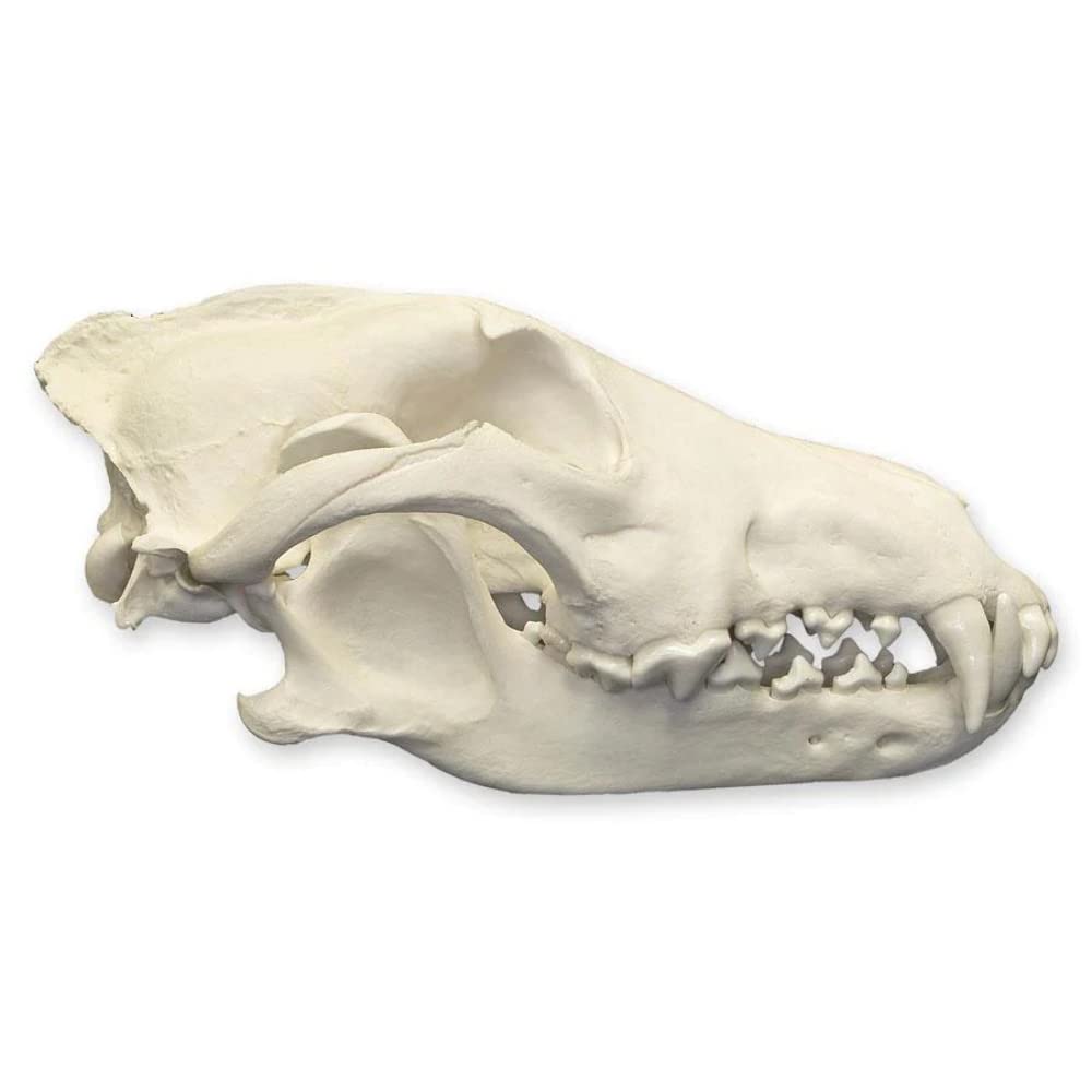 Real Gray Wolf Skull A Quality