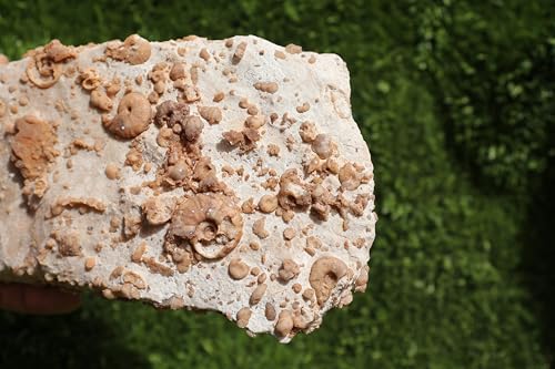 Image of Douvilleiceras & Gastropods Plate Cretaceous Fossils Fossils from Morocco Fossil Rock Ammonites Fossil A197