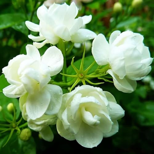 Jasmine Seeds for Planting Fragrant Flower Seeds for Home Garden Decor