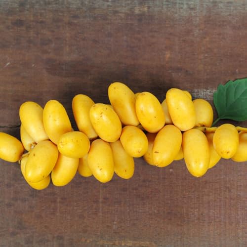 semi resistenti palma da datteri - palma da datteri - fresca rare sapote, resistenti, letto rialzato 55pcs