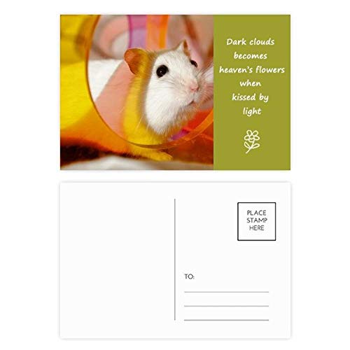 Jeu de cartes postales Rat Blanc de 20 pièces pour trouver l'inspiration et dire merci facilement
