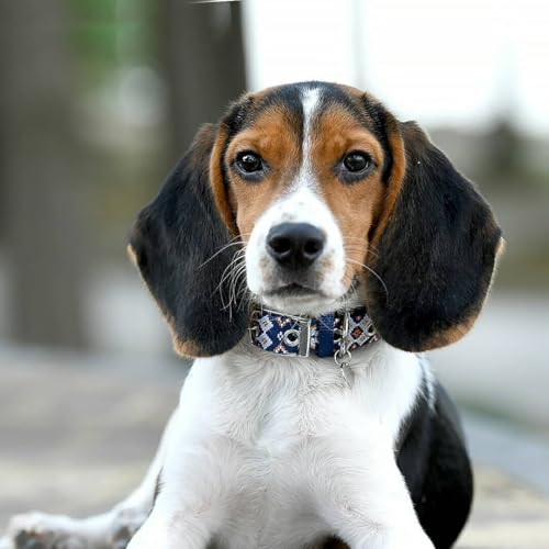 Collier pour chien boucle en métal résistant et sangle ajustable
