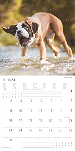 Funny Dogs 2024 - Broschürenkalender 30x30 cm (30x60 geöffnet) - Kalender mit Platz für Notizen - Hunde - Bildkalender - Wandkalender - Hundekalender