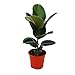 Exotenherz - Gummibaum - Ficus elastica Exotenherz günstig Kaufen-Exotenherz - Gummibaum - Ficus elastica