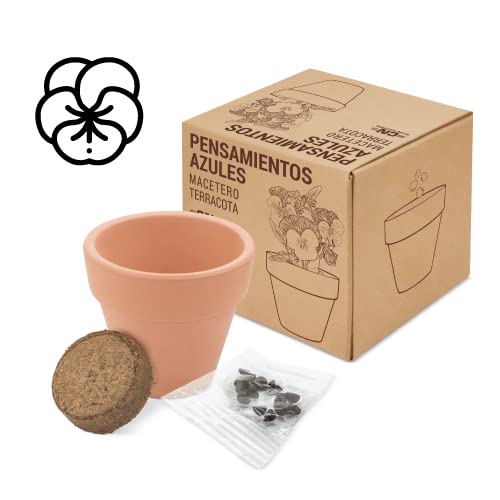 DISOK - Lote 15 a 60 Macetas Terracota Semillas en Caja. Detalles de plantas para bodas, regalos de macetas con plantas en boda, bautizos y comuniones. (30)