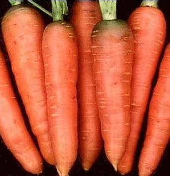 Carrot Chantenay Red Core Great Heirloom Vegetable by Seed Kingdom Bulk 40,000 Seeds