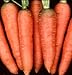 Carrot Chantenay Red Core Great Heirloom Vegetable BULK 40,000 Seeds