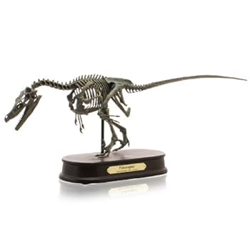 Amazon.co.jp: ヴェロキラプトル スケルトンモデル(FDS-606