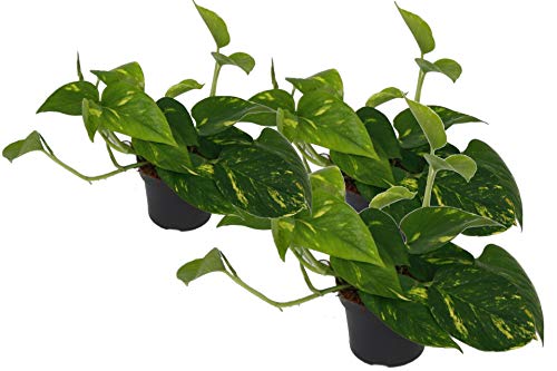 Efeutute, Scindapsus, (Epipremnum aureum) Sorte: Aureum, gelb-grünes buntes Blattwerk, rankend...