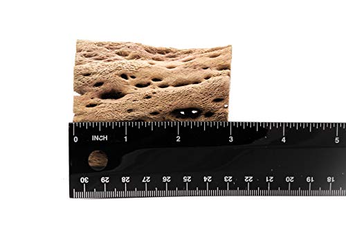 Image of 3 to 48 Inch All Natural Teddy Bear Cholla Wood Extra Hollow Large Untreated Organic Aquarium Driftwood Decoration Chew Toy Shrimp Crab Multi-Quantity (2 Pieces, 3 inch)