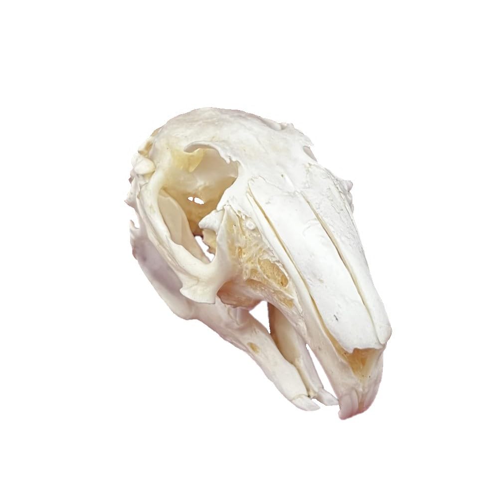 DRXRD Taxidermie Animaux Os, Spécimen de Crâne d’Animal Naturel, Décor de Squelette de Crânes en Résine, pour l’enseignement et l’enseignement des Sciences Rabbit Skull