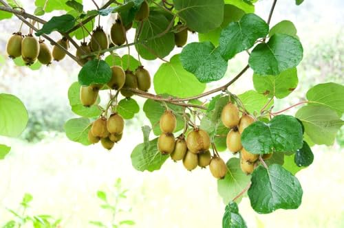 Mini Kiwi 'Issai' Kiwibeeren, WINTERHARD - 25 deg C,Super süß, produktiv,
