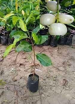 Grafted Sapling Stage