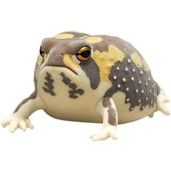 カリン♥アメリカ　カリン社♥ノーム♥カエル♥モグラ♥ カリン♥アメリカ カリン社♥ノーム♥カエル♥モグラ♥ 🌈🛼🌈