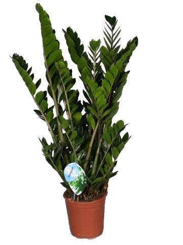 Glücksfeder, (Zamioculcas zamiifolia), Zamie, Zamia Farn, Zamia Palme, pflegeleichte Zimmerpflanze...