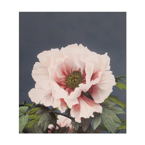Impression d'art Pivoine Ogawa Kazumasa Pathos Studio, la poésie de la nature japonaise chez vous