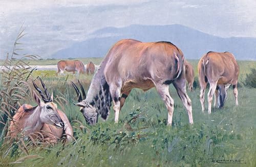 Cuadro en Lienzo Eland Wilhelm Kuhnert Impresión Alta Definición 60x90