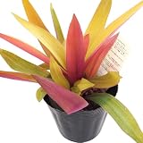 ＩＴＡＮＳＥ ムラサキオモト イエロースター 3.5号 1個売り 観葉植物 Tradescantia 黄金葉と葉裏の紫のコントラスト カラーリーフ