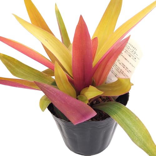 ＩＴＡＮＳＥ ムラサキオモト イエロースター 3.5号 1個売り 観葉植物 学名：Tradescantia spathacea ツユクサ科ムラサキオモト属 多年草 輝く黄金葉と葉裏の紫のコントラストが美しい カラーリーフとしても - ＩＴＡＮＳＥ - 商品画像