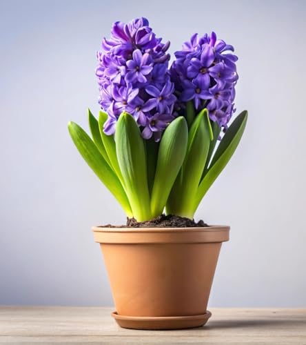 2 Pre-Chilled Purple Hyacinth Bulbs - Grow Indoors Now - Flower Bonsai - (2 Pack)