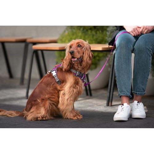 Harnais de qualité Red Dingo violet taille S avec sangles en nylon réglables - 5