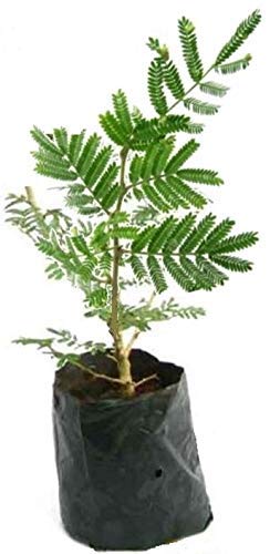 Plantazee Rameshvar Enterprises | Live Shami (À¤¶À¤®À¥ ) Tree Indoor Outdoor Plant (1 Live Plant) (20 Anar Seeds) Free (B08CVDYPWZ) Amazon Price History, Amazon Price Tracker