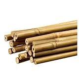 Sólidas y duraderas PLANT IT 10-480-062 - Estacas de bambú de 150 cm para sujetar plantas, paquete de 25 unidades, color beige