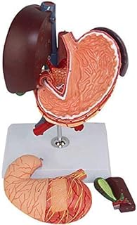 Anatomy Models, Pancreas Gallbladder Model, Human Liver, Pancreas and Duodenum Simulation Model Medical Anatomy Type for Medical Anatomy Teaching Supplies, Laboratory