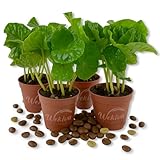 Coffee Plant - 4 Live Starter Plants - Coffea Arabica - Beautiful Easy Care Indoor Houseplant for The Edible Patio and Garden
