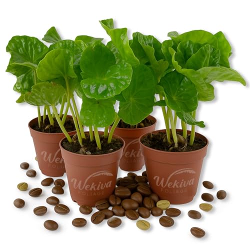 Coffee Plant - 4 Live Starter Plants - Coffea Arabica