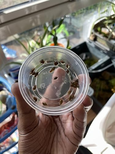 Live bladder Snails for Aquarium Freshwater Tank Algae Control Pack of 20