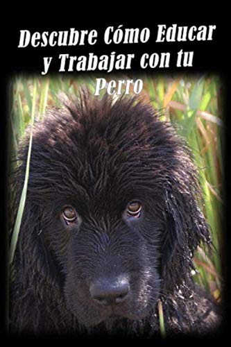 Descubre cómo educar y trabajar con tu perro