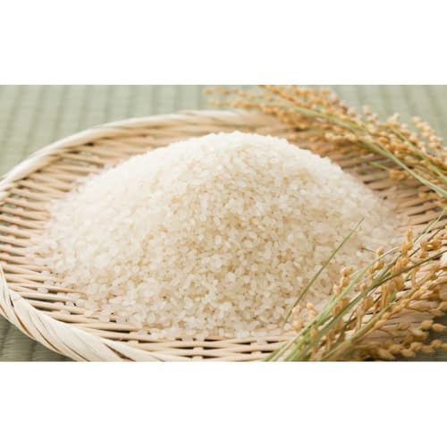 パックご飯 数量限定 JA金沢市 ほがらかごはん 20個入り 白米