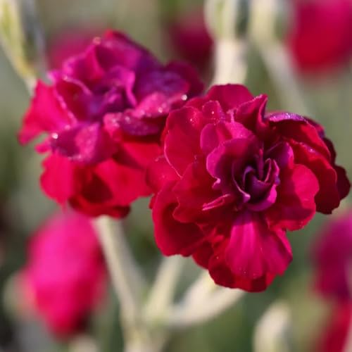 vexiernelke seltene, wohnzimmer deko lichtnelke, blumensamen mehrjährig winterhart, balkonpflanzen winterhart deko 50samen