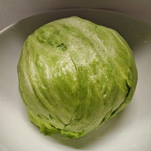 semi di lattuga iceberg, resistenti di lattuga da balcone in serra di antichi, rare verdi da appartamento 50pcs