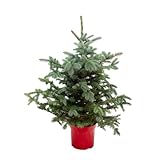 Abeto Azul Árbol de Navidad Natural Vivo - Altura Aprox. 125cm - Picea pungens 'Super Blue' - diámetro de la Maceta 32cm